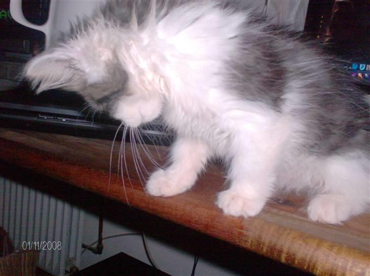 Blanding af racer Kiss - Sådan ser Kiss ud nu. Frisk og fræk. billede 13