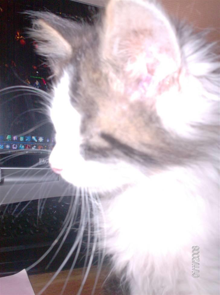 Blanding af racer Kiss billede 14