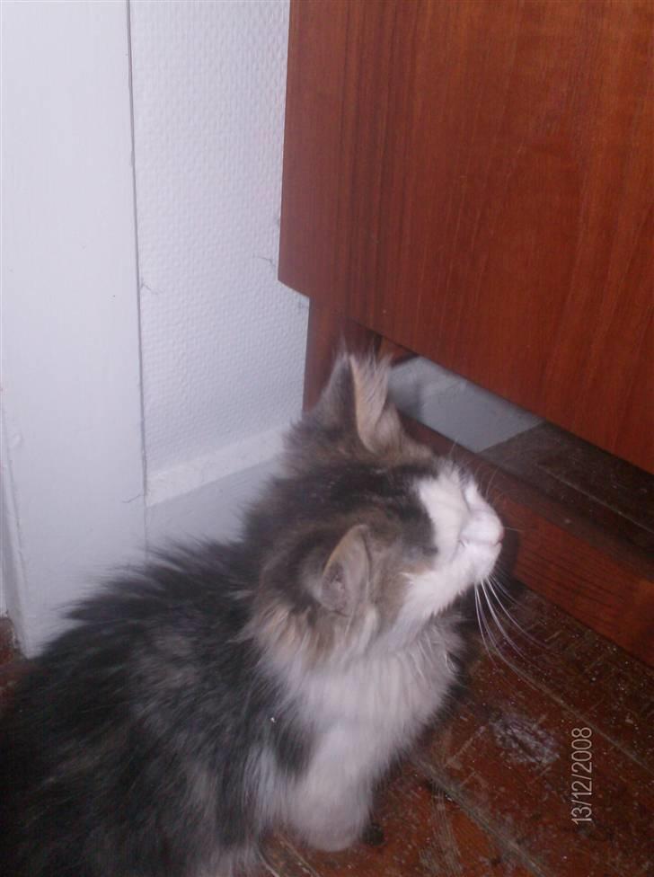 Blanding af racer Kiss billede 15