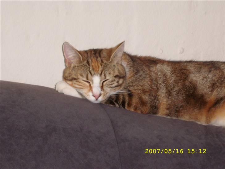 Huskat molly - Hej. Jeg hedder molly og elsker at ligge og få mig en dejlig middaslur på sofaen. billede 1