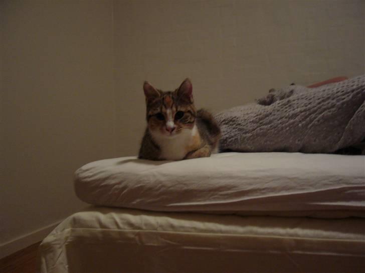 Huskat molly billede 2