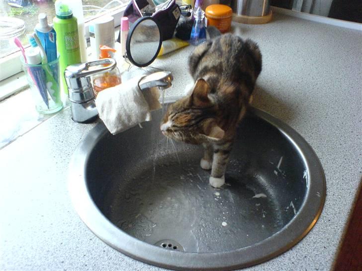 Huskat molly - molly kan kun lide vand lige fra vandhanen.. Hun VIL bare ikke drikke af sin vandskål. billede 3