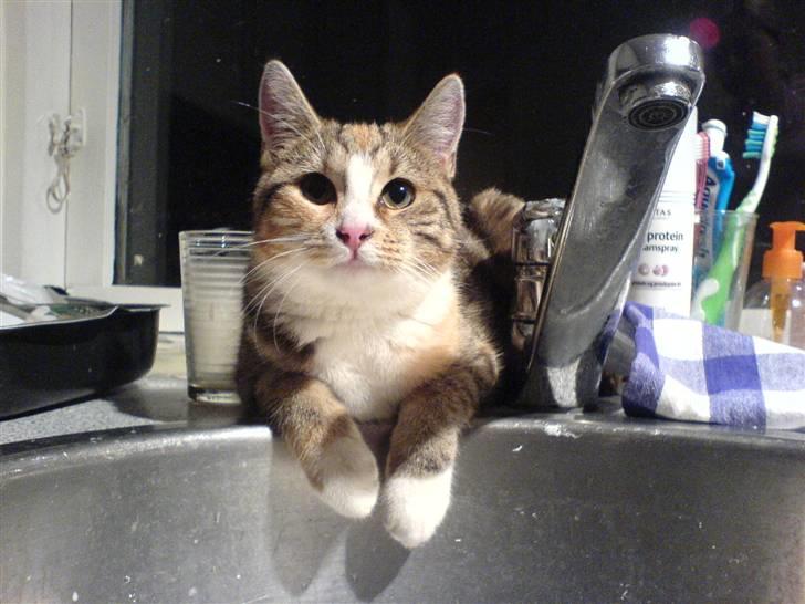 Huskat molly billede 4