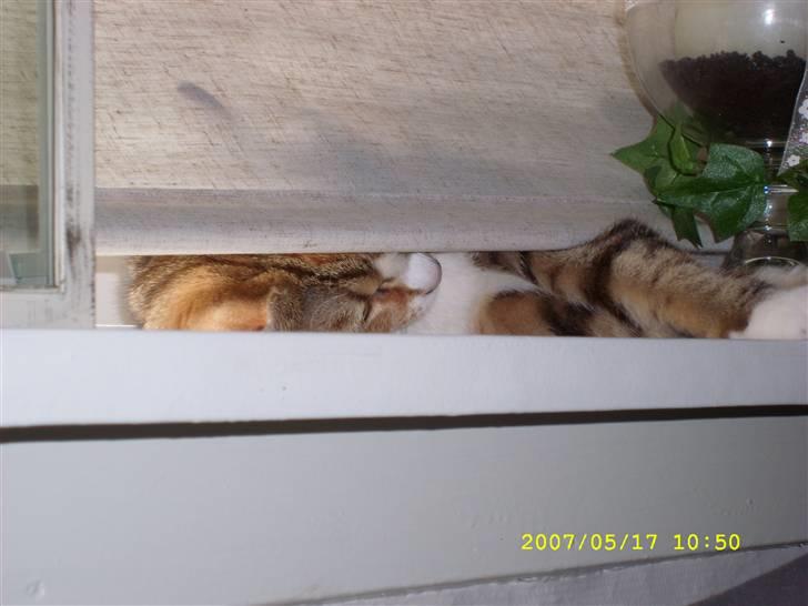 Huskat molly billede 5