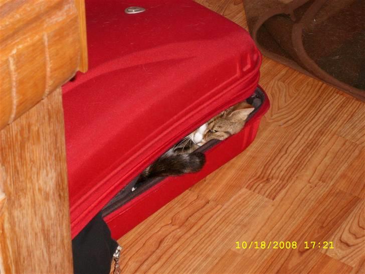 Huskat molly - molly kan ikke så godt lide når vi får alt for mange gæster på en gang, så gemmer hun sig. og det her er hendes bedste sted. billede 6