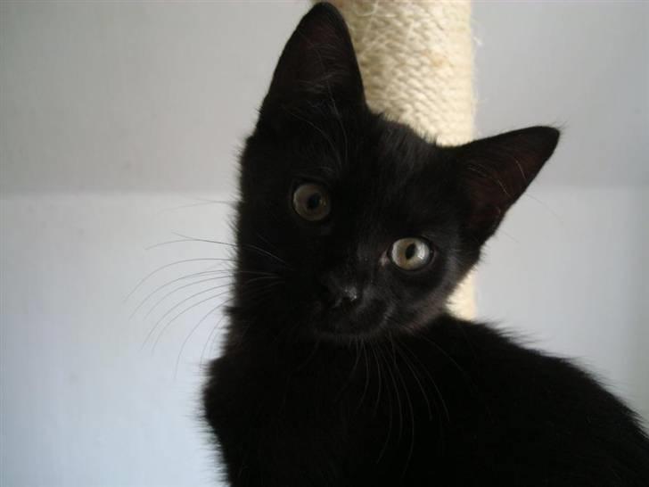 Huskat Milo billede 1