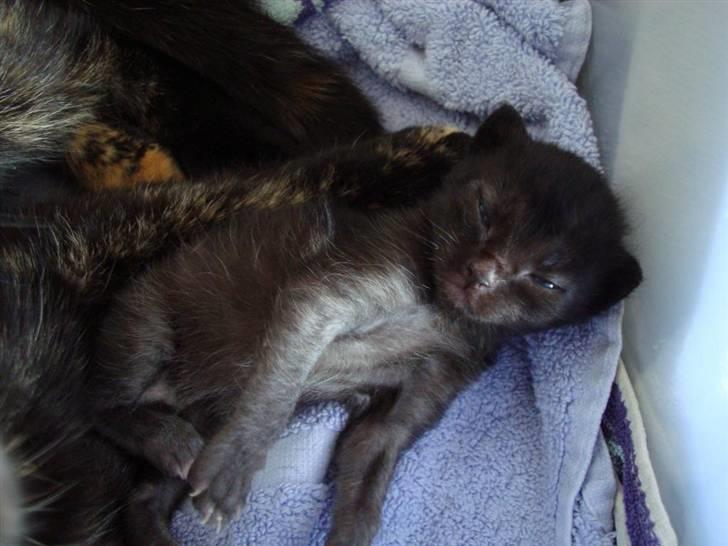 Huskat Milo - Milo og mor Mille billede 2