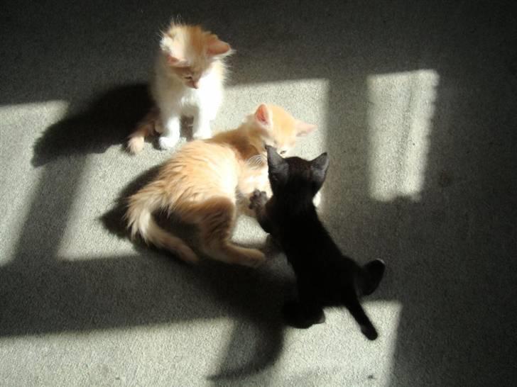 Huskat Milo - Milo med 2 af sine 3 uger ældre plejesøskende billede 3