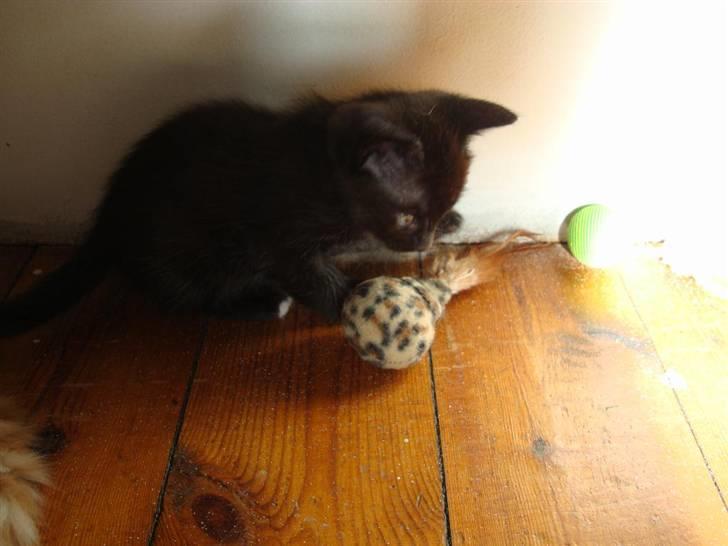 Huskat Milo billede 4