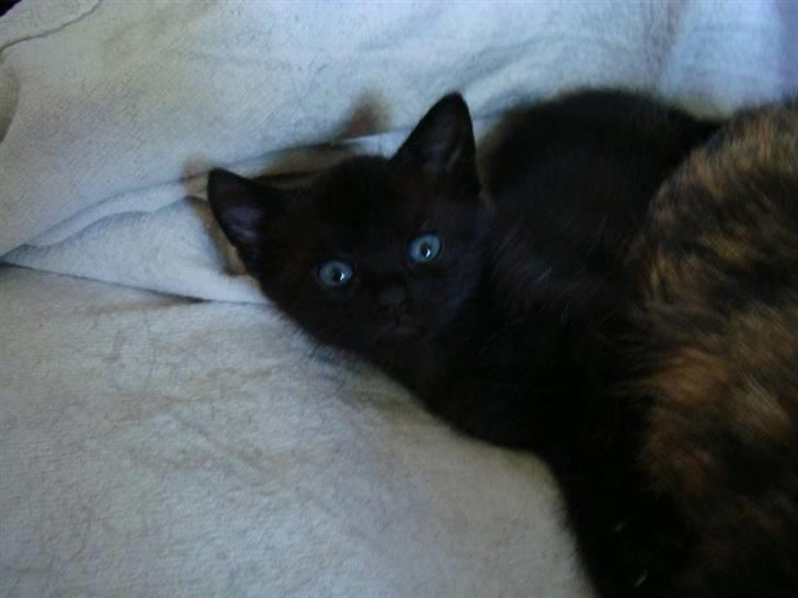 Huskat Milo billede 5