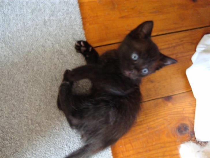 Huskat Milo billede 6