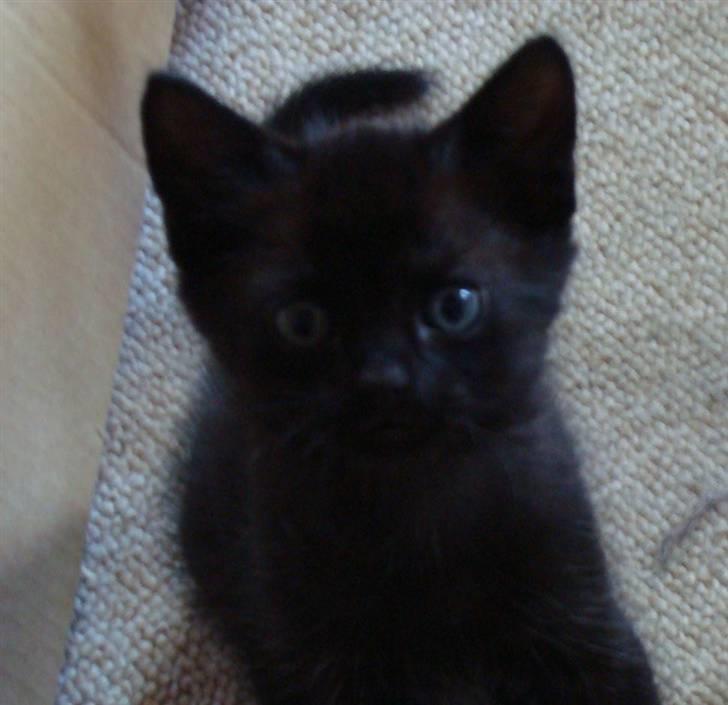 Huskat Milo billede 7