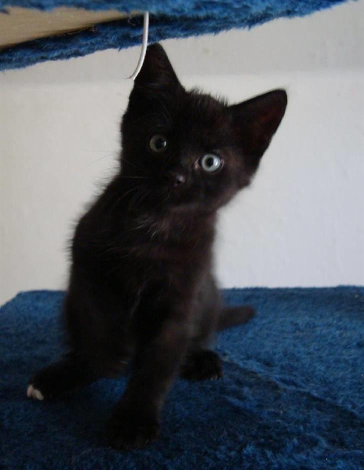 Huskat Milo billede 8