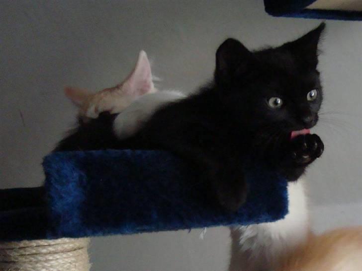 Huskat Milo billede 9