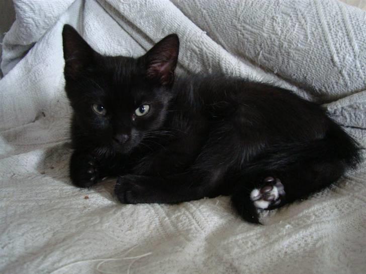 Huskat Milo billede 10