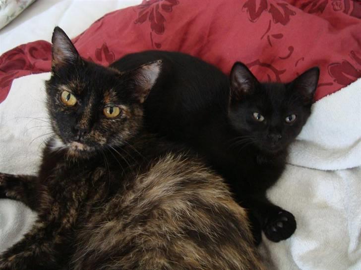 Huskat Milo billede 11