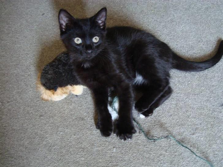 Huskat Milo billede 12