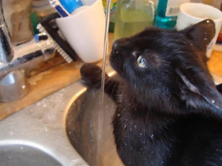 Huskat Milo - Han elsker vand - han tager bad i det!! billede 13