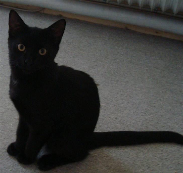 Huskat Milo billede 14