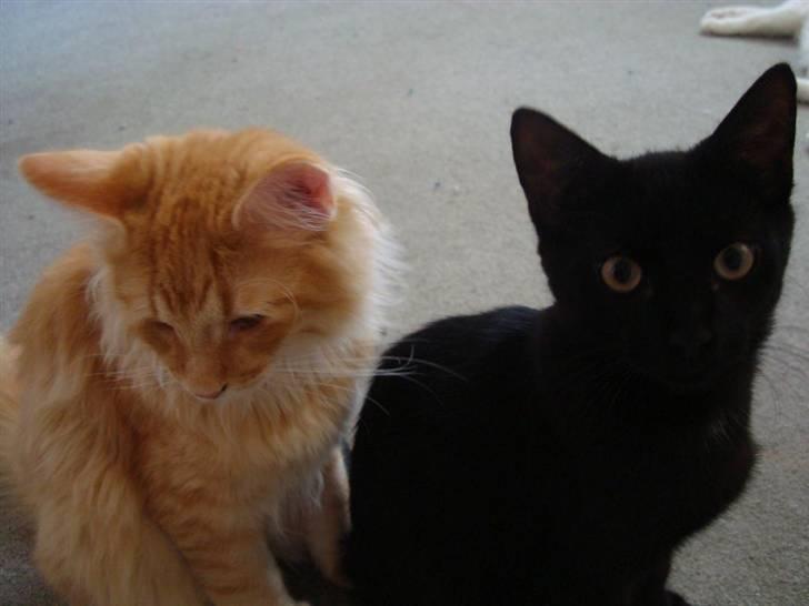 Huskat Milo billede 15