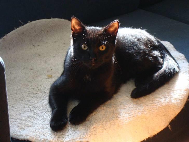 Huskat Milo billede 16