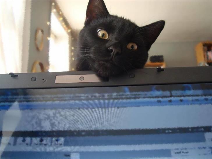 Huskat Milo - Hvad laver du??? billede 17