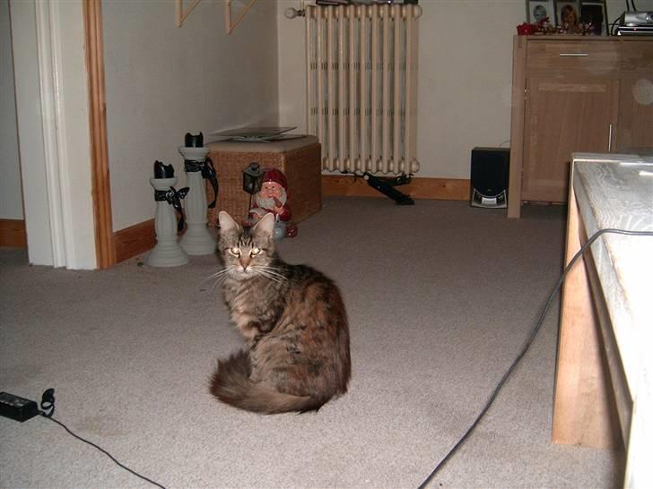 Maine Coon Nelly - Smukke Nelly billede 1