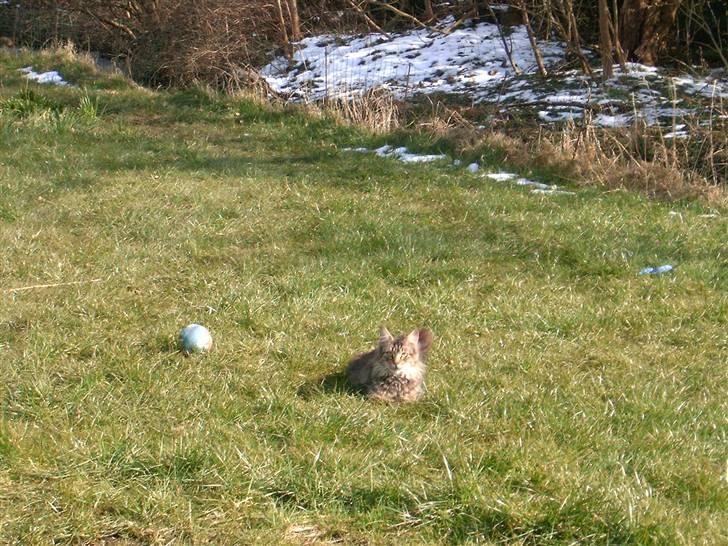 Maine Coon Nelly - Nelly i haven billede 2