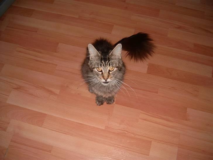 Maine Coon Nelly - Nelly billede 3