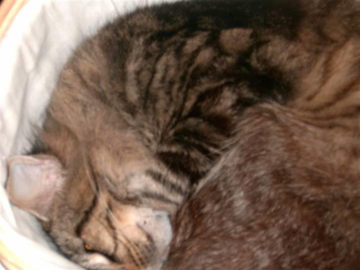 Maine Coon Nelly - Nelly putter billede 4