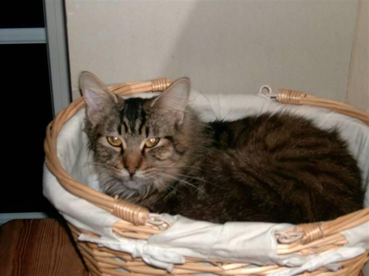 Maine Coon Nelly - Så er vågen igen. billede 5