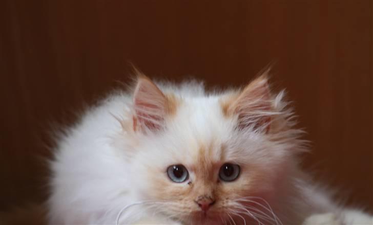 Blanding af racer Sebastian - 16-17 uger billede 6