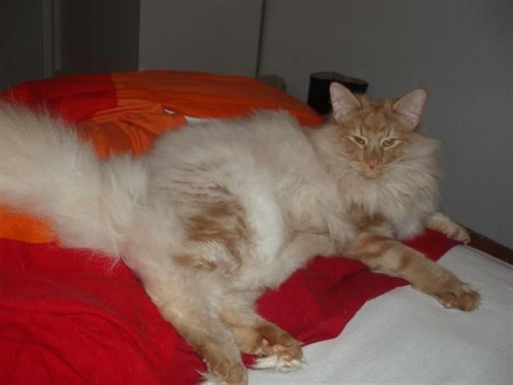 Norsk Skovkat Viktor - 9 mdr billede 16