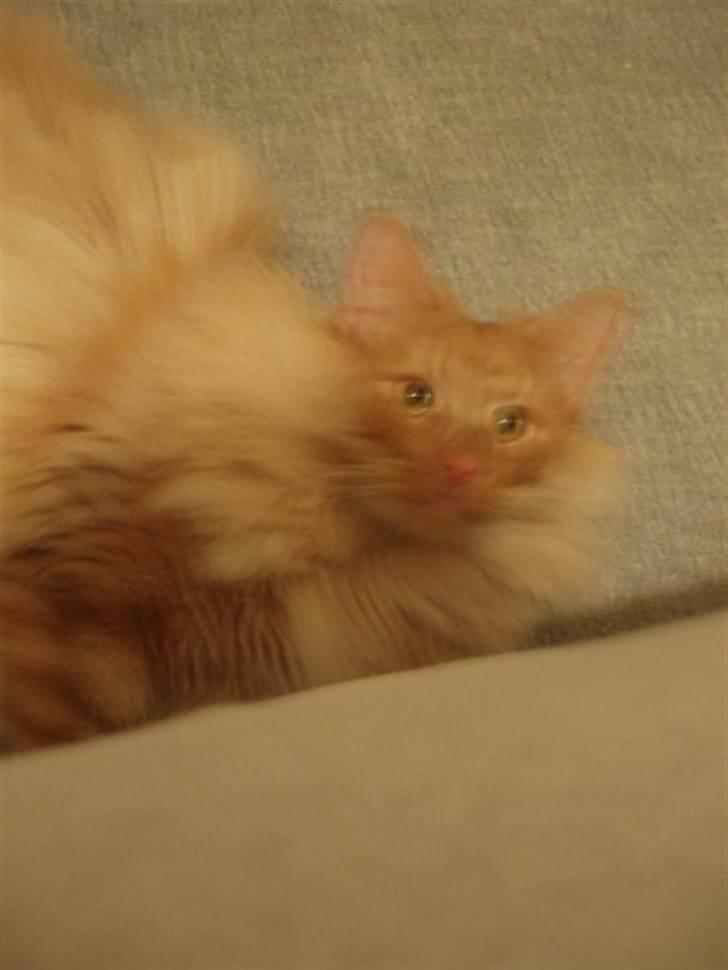 Norsk Skovkat Viktor - 9 mdr billede 17