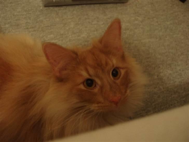 Norsk Skovkat Viktor - 9 mdr billede 18