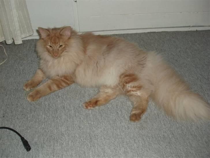 Norsk Skovkat Viktor - 9 mdr billede 19