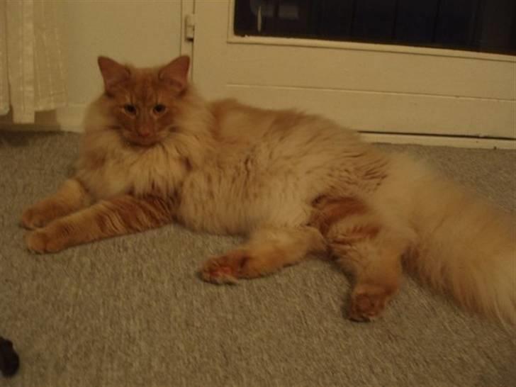 Norsk Skovkat Viktor - 9 mdr billede 20