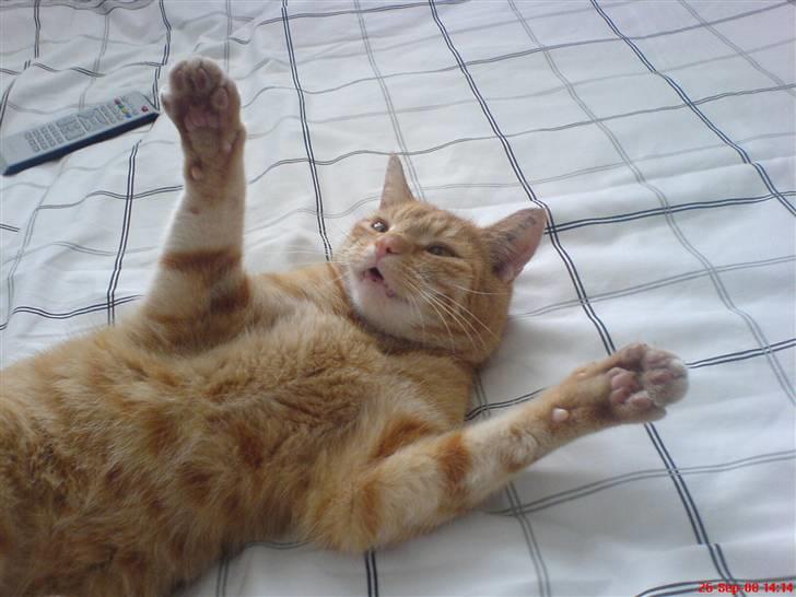 Huskat Prinz Mino vom Altgrunde - mit ynglings billede billede 16