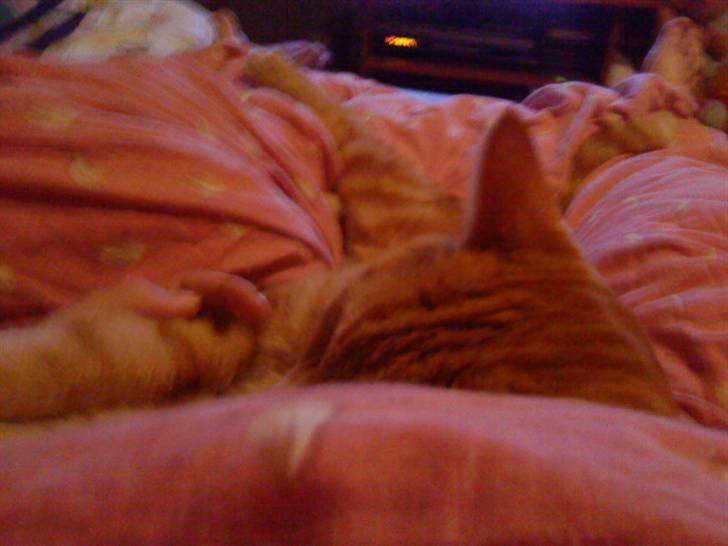 Huskat simba/simse billede 10