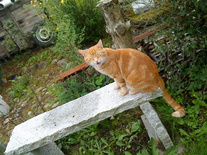 Huskat simba/simse billede 11