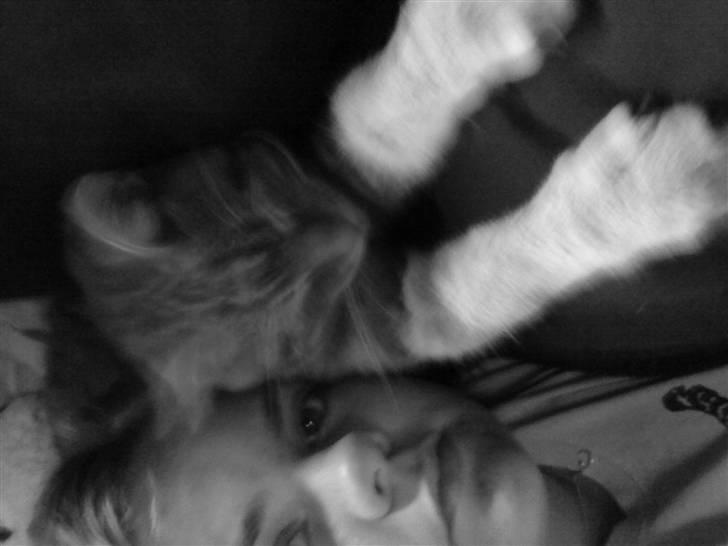 Huskat simba/simse billede 12