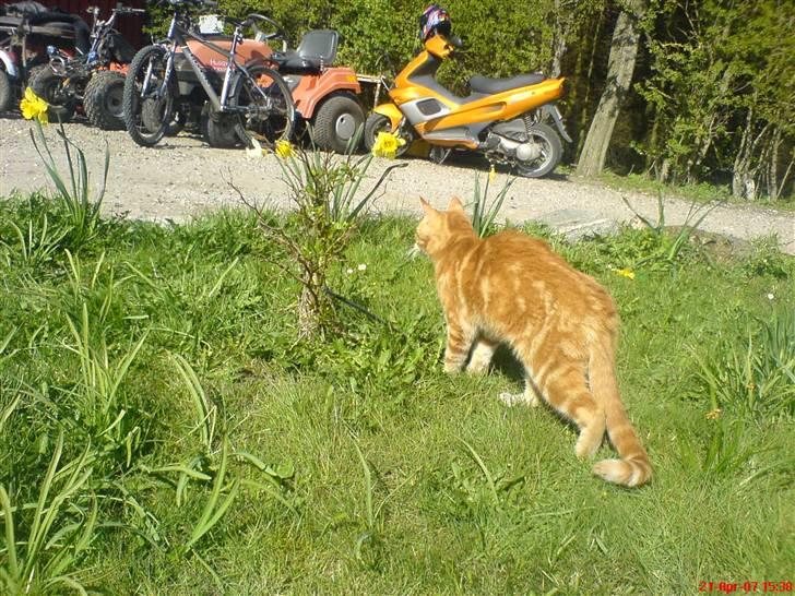 Huskat simba/simse - da vi fik ham :-( han var bare alt for tynd billede 13