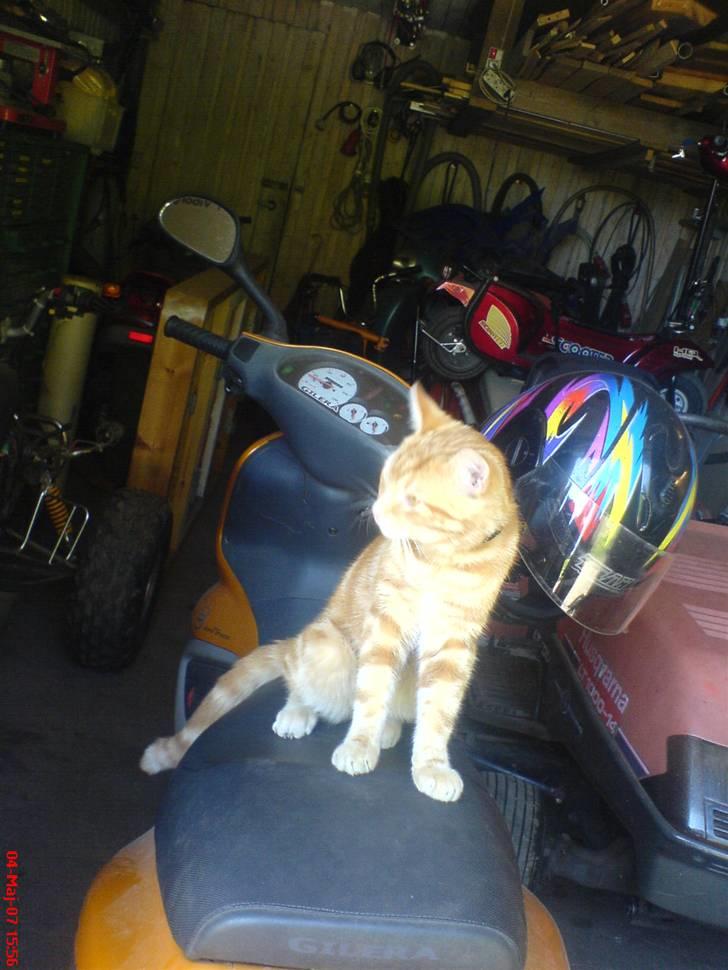 Huskat simba/simse - scooterglad;-) billede 14