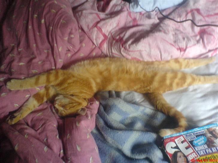 Huskat simba/simse billede 15