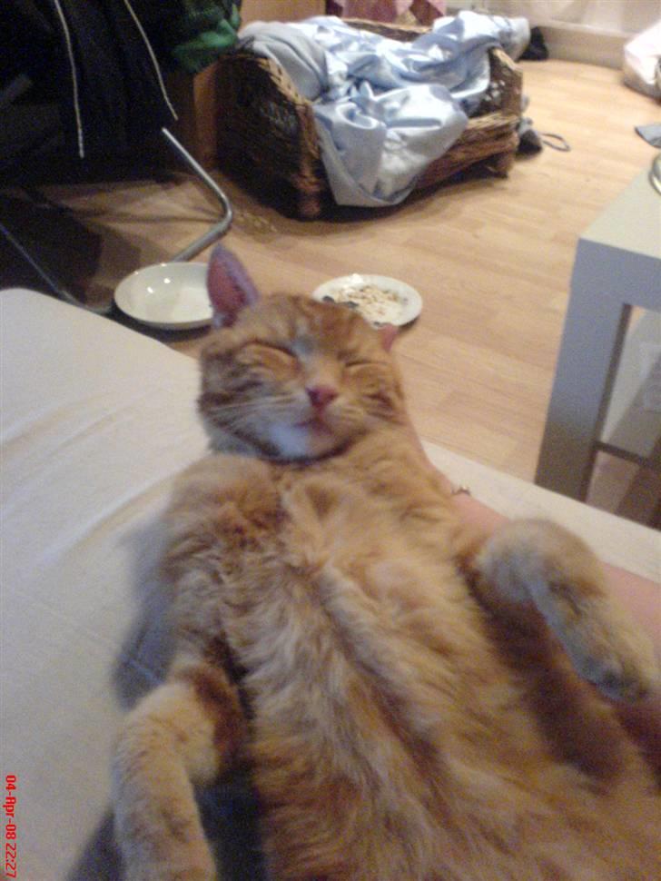 Huskat simba/simse billede 16