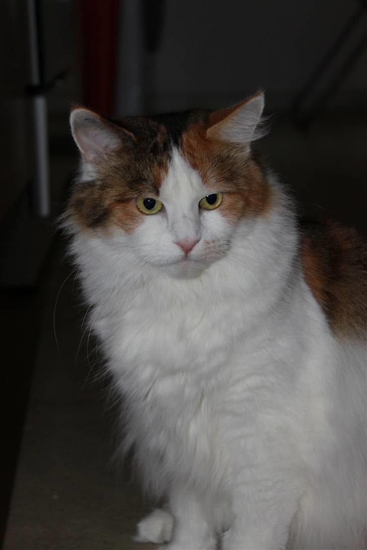 Maine Coon Pjevs *Miss' Mor* billede 3