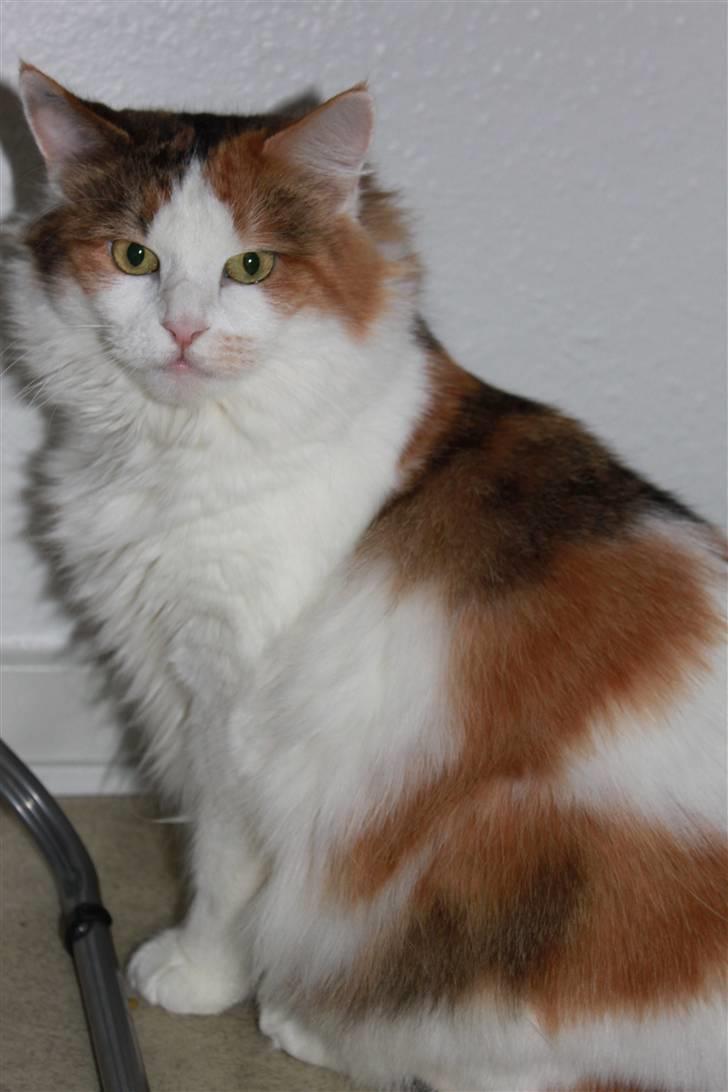 Maine Coon Pjevs *Miss' Mor* billede 4