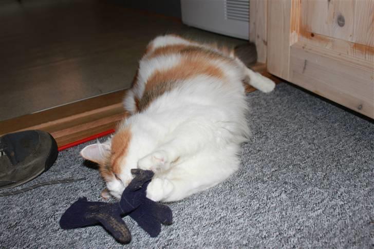 Maine Coon Pjevs *Miss' Mor* billede 5