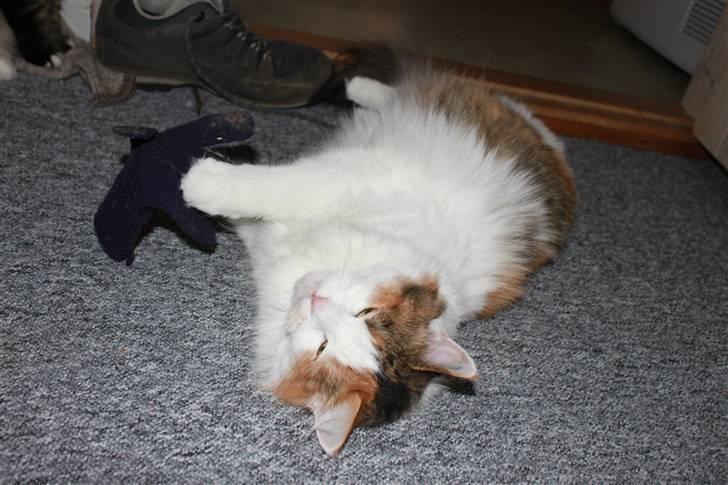 Maine Coon Pjevs *Miss' Mor* billede 6