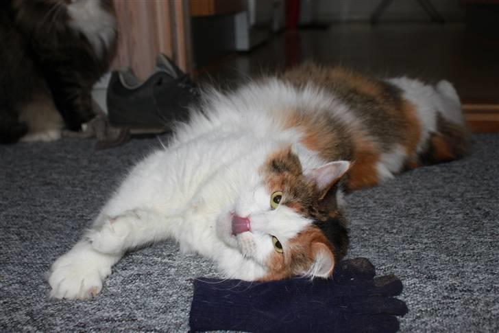 Maine Coon Pjevs *Miss' Mor* billede 7